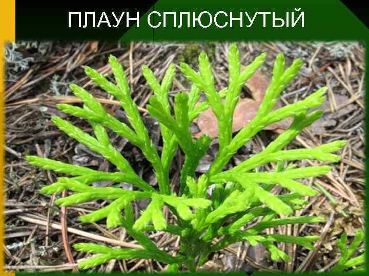 ПЛАУН СПЛЮСНУТЫЙ 