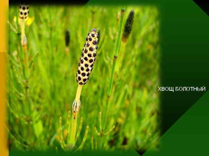 ХВОЩ БОЛОТНЫЙ 
