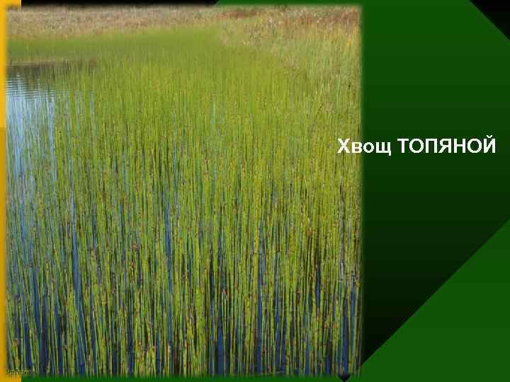 Хвощ ТОПЯНОЙ 