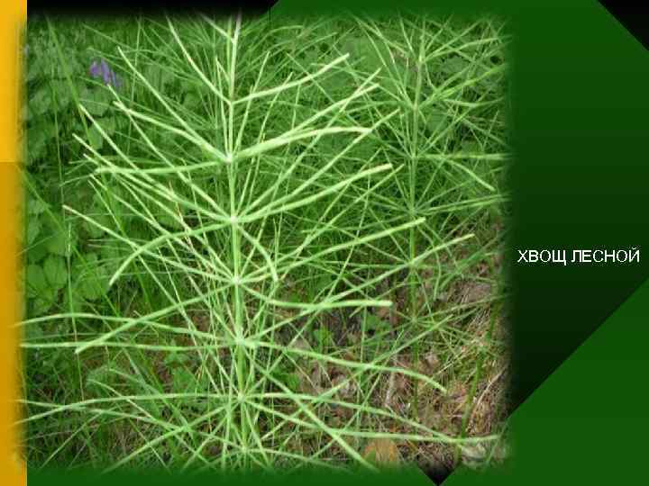 ХВОЩ ЛЕСНОЙ 