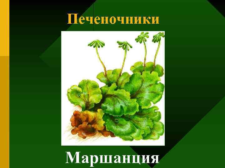 Печеночники Маршанция 