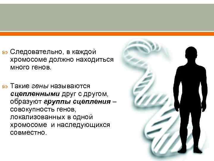  Следовательно, в каждой хромосоме должно находиться много генов. Такие гены называются сцепленными друг