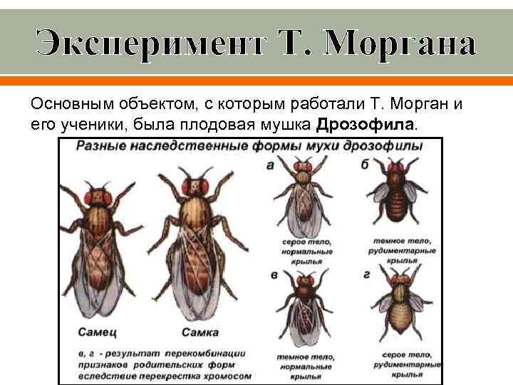 Эксперимент Т. Моргана Основным объектом, с которым работали Т. Морган и его ученики, была