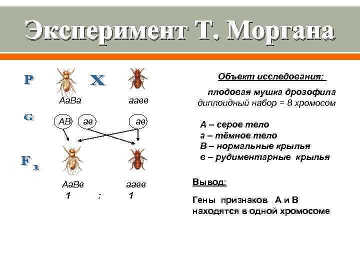 Эксперимент Т. Моргана Объект исследования: плодовая мушка дрозофила Аа. Ва аавв диплоидный набор =