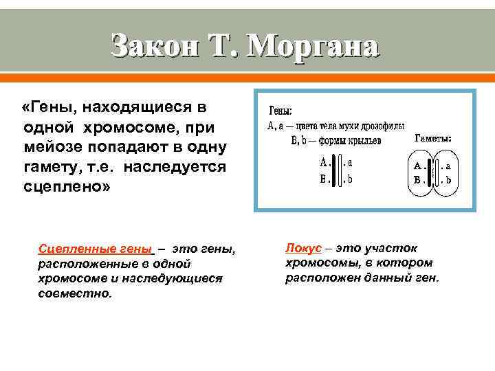 Закон Т. Моргана «Гены, находящиеся в одной хромосоме, при мейозе попадают в одну гамету,
