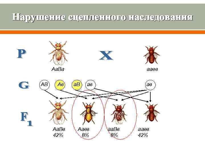 Нарушение сцепленного наследования Аа. Ва аавв АВ Ав а. В ав ав Аа. Вв