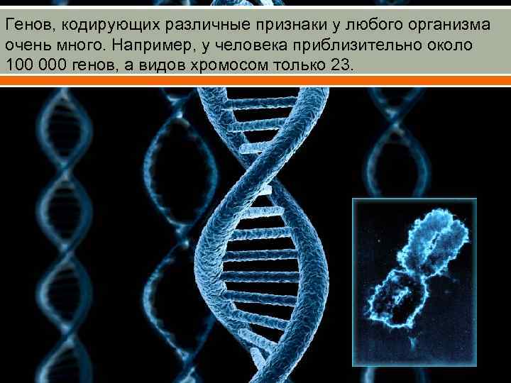 Генов, кодирующих различные признаки у любого организма очень много. Например, у человека приблизительно около