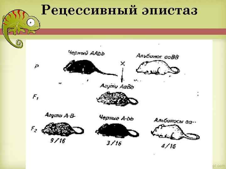 Рецессивный эпистаз 