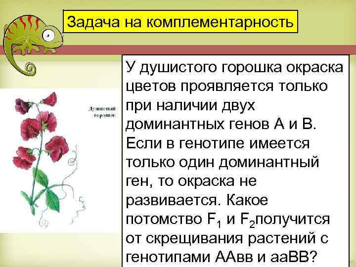Задача на комплементарность У душистого горошка окраска цветов проявляется только при наличии двух доминантных