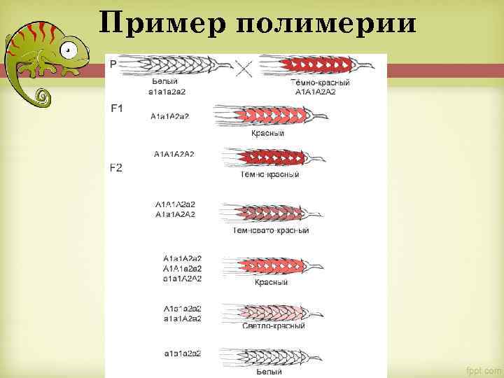 Пример полимерии 
