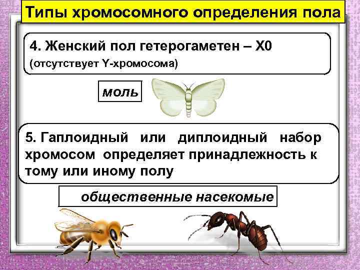 Типы хромосомного определения пола 4. Женский пол гетерогаметен – Х 0 (отсутствует Y-хромосома) моль