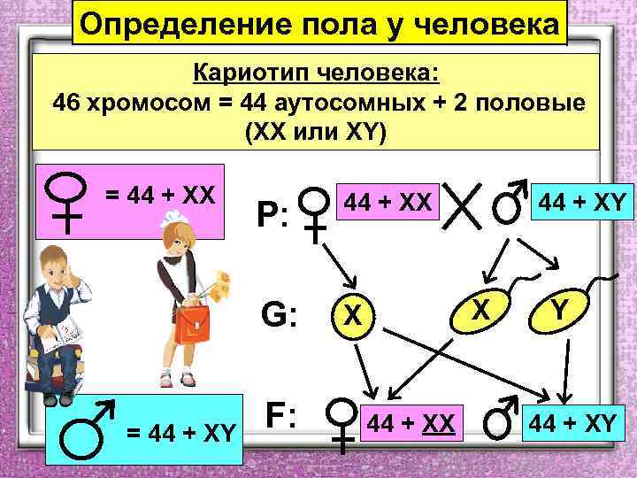 Определение пола у человека Кариотип человека: 46 хромосом = 44 аутосомных + 2 половые