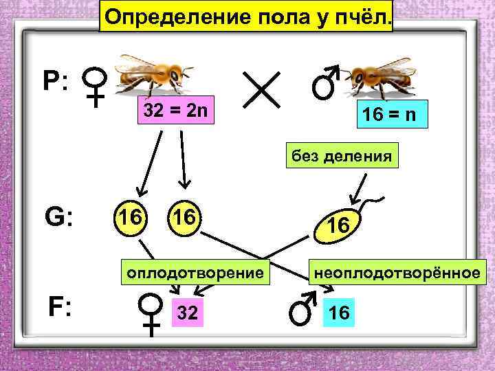 Определение пола у пчёл. P: 32 = 2 n 16 = n без деления
