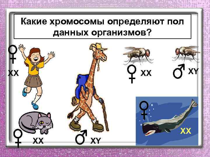 Какие хромосомы определяют пол данных организмов? ХХ ХХ ХY 