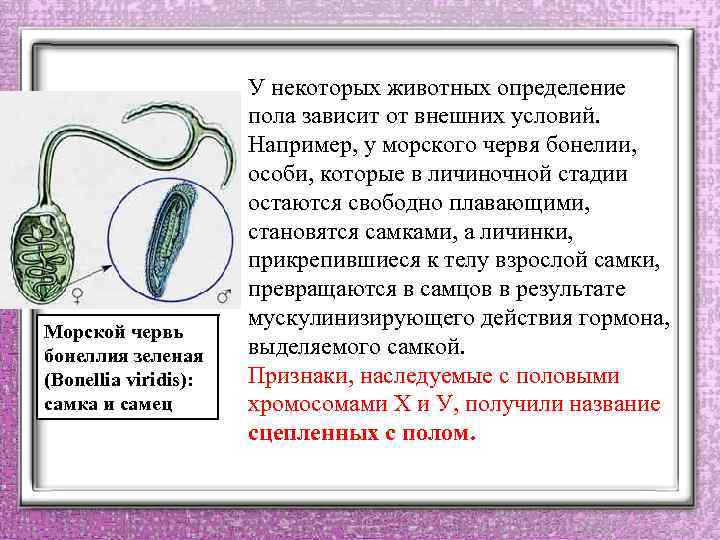 Морской червь бонеллия зеленая (Bonellia viridis): самка и самец У некоторых животных определение пола