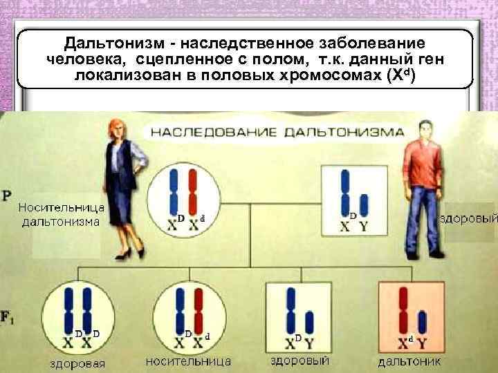 Дальтонизм - наследственное заболевание человека, сцепленное с полом, т. к. данный ген локализован в
