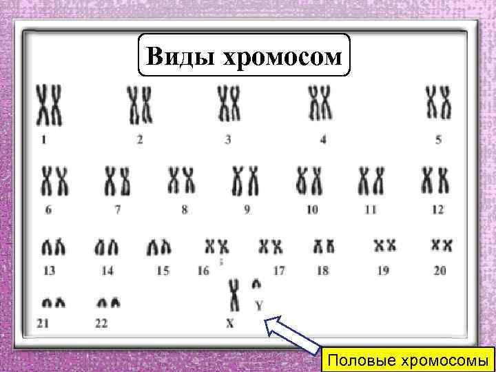Виды хромосом Половые хромосомы 