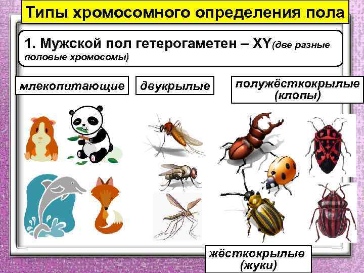 Типы хромосомного определения пола 1. Мужской пол гетерогаметен – ХY(две разные половые хромосомы) млекопитающие