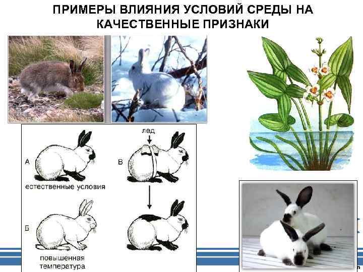 ПРИМЕРЫ ВЛИЯНИЯ УСЛОВИЙ СРЕДЫ НА КАЧЕСТВЕННЫЕ ПРИЗНАКИ 