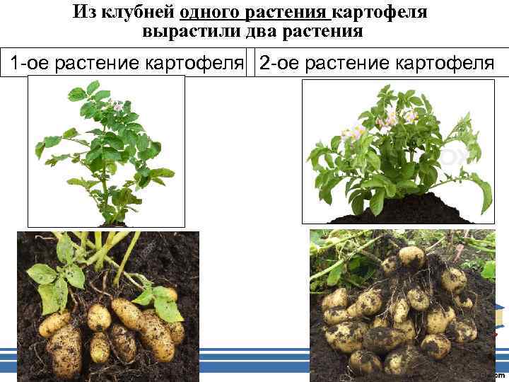 Из клубней одного растения картофеля вырастили два растения 1 -ое растение картофеля 2 -ое