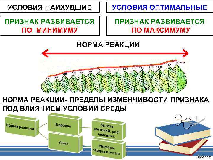 Закон изменчивости