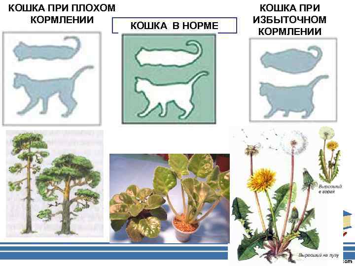 КОШКА ПРИ ПЛОХОМ КОРМЛЕНИИ КОШКА В НОРМЕ КОШКА ПРИ ИЗБЫТОЧНОМ КОРМЛЕНИИ 
