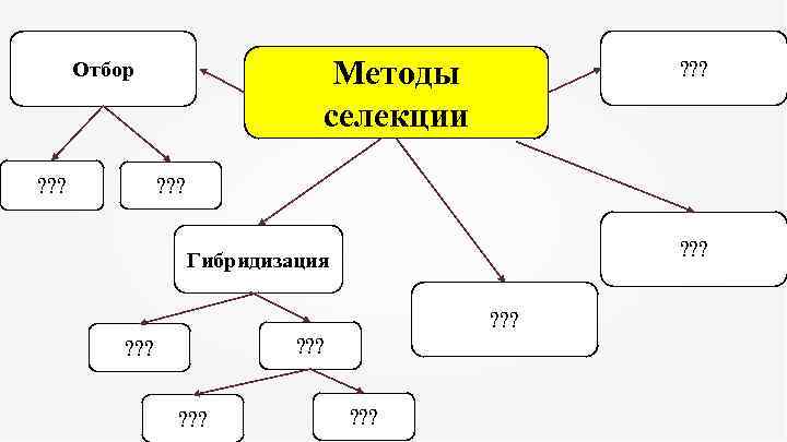 Методы селекции Отбор ? ? ? Гибридизация ? ? ? ? ? ? 