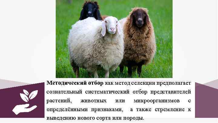 Методический отбор как метод селекции предполагает сознательный систематический отбор представителей растений, животных или микроорганизмов
