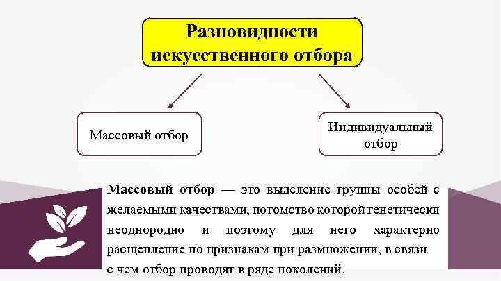 Массовые индивидуальные. Массовый и индивидуальный отбор. Виды искусственного отбора. Индивидуальный отбор. Искусственный отбор массовый и индивидуальный.