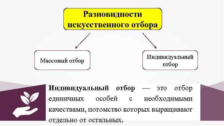 Разновидности искусственного отбора Массовый отбор Индивидуальный отбор — это отбор единичных особей с необходимыми