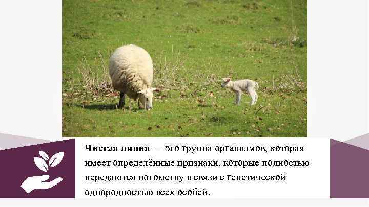 Чистая линия — это группа организмов, которая имеет определённые признаки, которые полностью передаются потомству