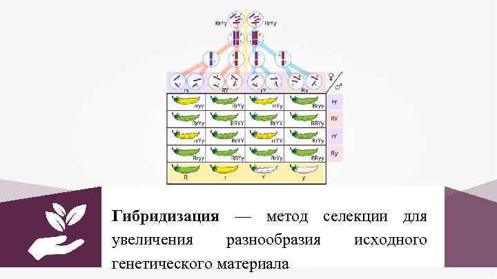 Гибридизация — метод селекции для увеличения разнообразия исходного генетического материала 