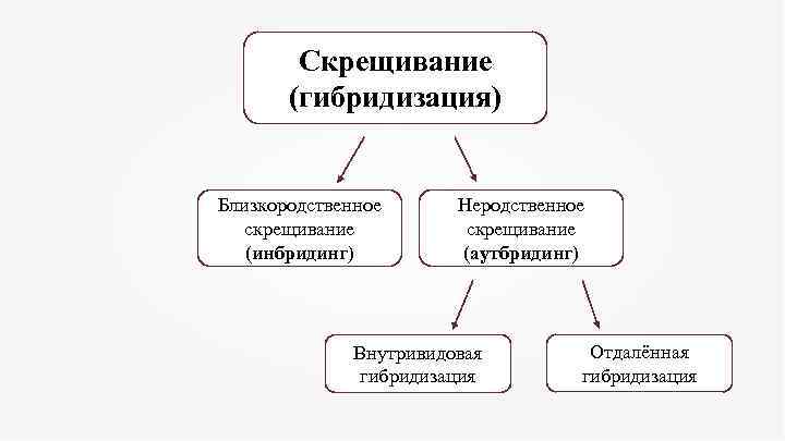 Скрещивание (гибридизация) Близкородственное скрещивание (инбридинг) Неродственное скрещивание (аутбридинг) Внутривидовая гибридизация Отдалённая гибридизация 