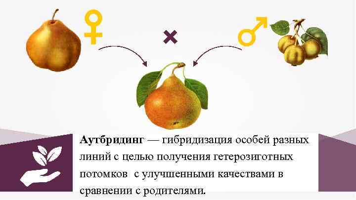 Аутбридинг — гибридизация особей разных линий с целью получения гетерозиготных потомков с улучшенными качествами
