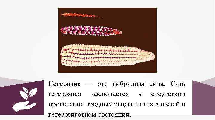Гетерозис — это гибридная сила. Суть гетерозиса заключается в отсутствии проявления вредных рецессивных аллелей