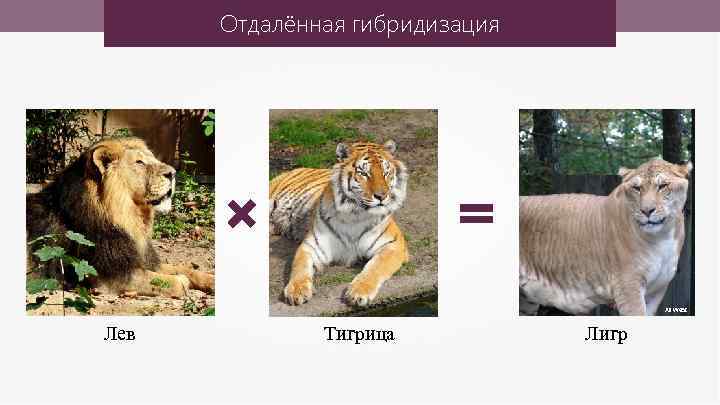 Отдалённая гибридизация Ali West Лев Тигрица Лигр 