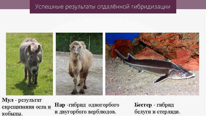 Успешные результаты отдалённой гибридизации Мул - результат скрещивания осла и Нар -гибрид одногорбого и