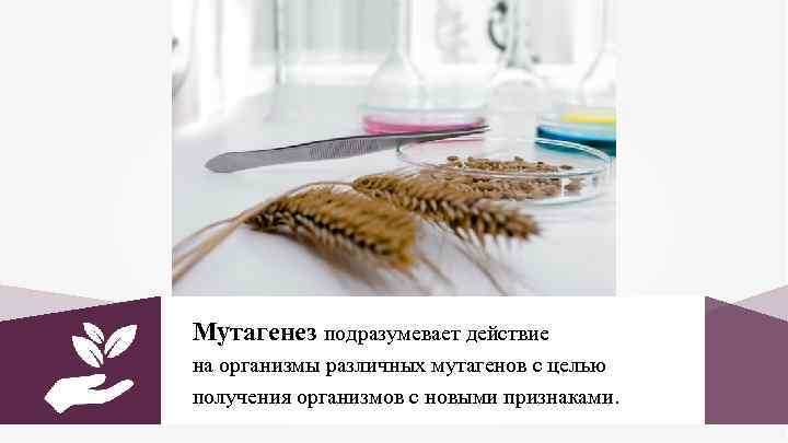 Мутагенез подразумевает действие на организмы различных мутагенов с целью получения организмов с новыми признаками.