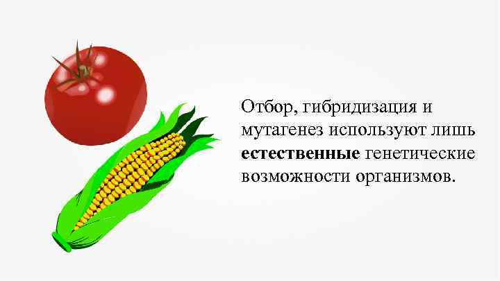 Отбор, гибридизация и мутагенез используют лишь естественные генетические возможности организмов. 