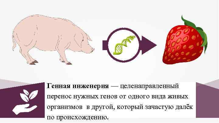Генная инженерия — целенаправленный перенос нужных генов от одного вида живых организмов в другой,