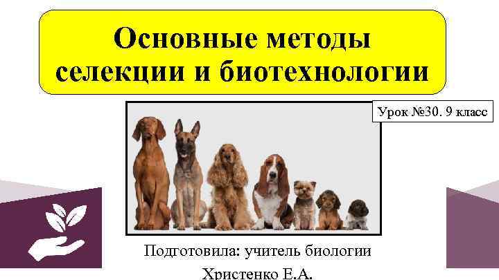 Основные методы селекции и биотехнологии Урок № 30. 9 класс Подготовила: учитель биологии Христенко