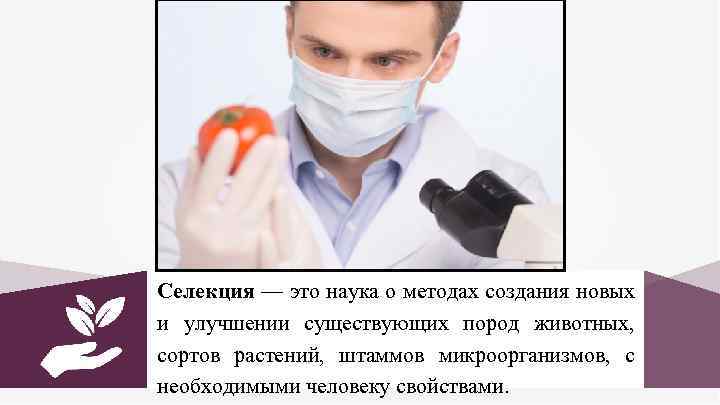 Селекция — это наука о методах создания новых и улучшении существующих пород животных, сортов