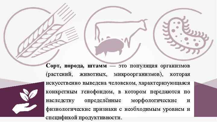 Сорт, порода, штамм — это популяция организмов (растений, животных, микроорганизмов), которая искусственно выведена человеком,