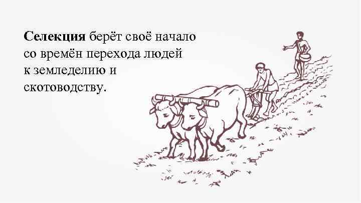 Селекция берёт своё начало со времён перехода людей к земледелию и скотоводству. 