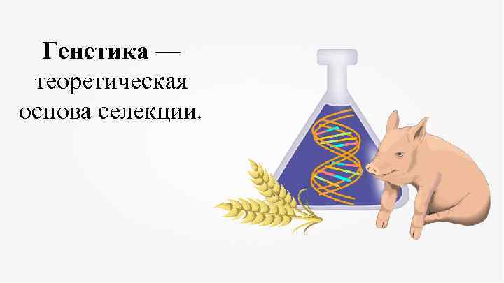 Генетика — теоретическая основа селекции. 