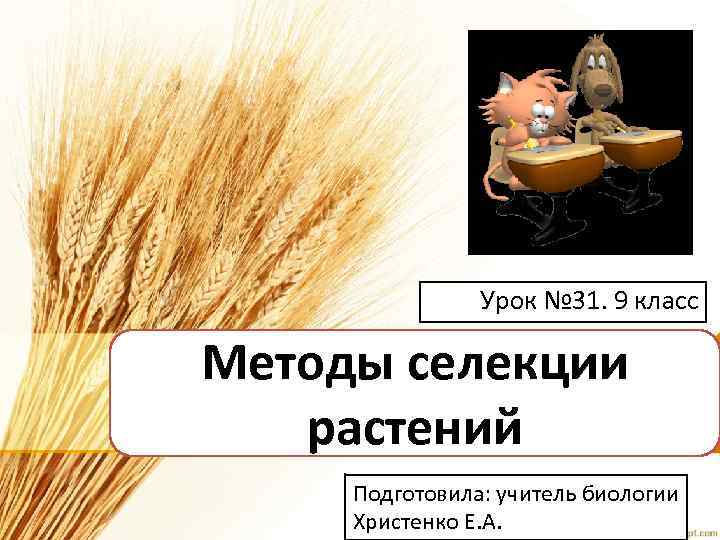 Урок № 31. 9 класс Методы селекции растений Подготовила: учитель биологии Христенко Е. А.