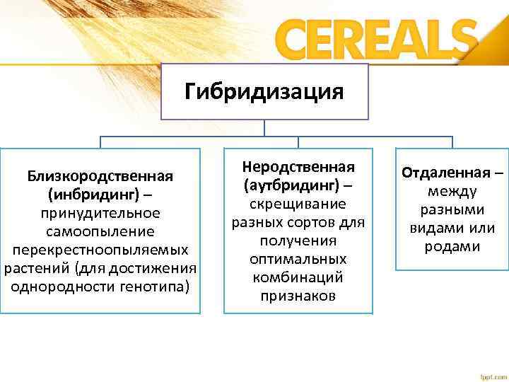 Гибридизация Близкородственная (инбридинг) – принудительное самоопыление перекрестноопыляемых растений (для достижения однородности генотипа) Неродственная (аутбридинг)