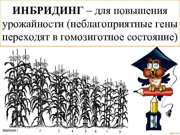 ИНБРИДИНГ – для повышения урожайности (неблагоприятные гены переходят в гомозиготное состояние) 