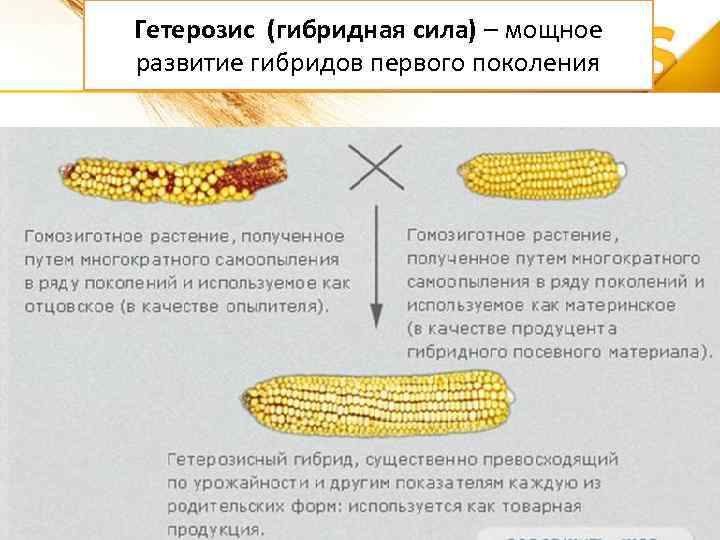 Гетерозис (гибридная сила) – мощное развитие гибридов первого поколения 