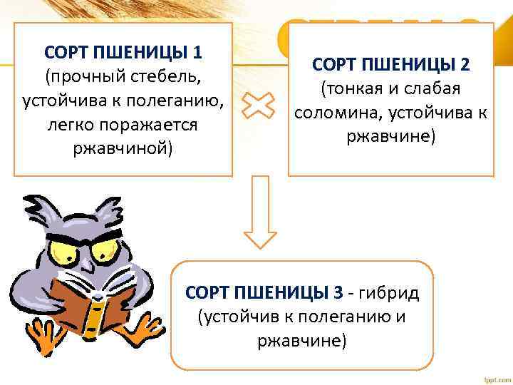 СОРТ ПШЕНИЦЫ 1 (прочный стебель, устойчива к полеганию, легко поражается ржавчиной) СОРТ ПШЕНИЦЫ 2
